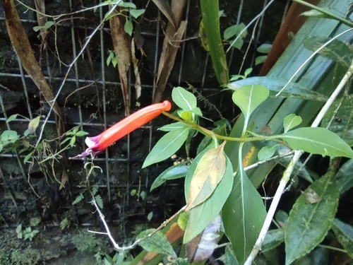 Cuphea ignea
