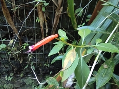 Firecracker Plant (Cuphea ignea)