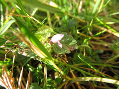 Lamium purpureum