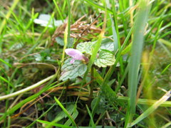 Lamium purpureum