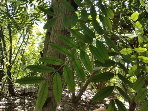 Senna siamea