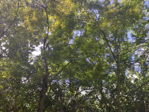 Senna siamea