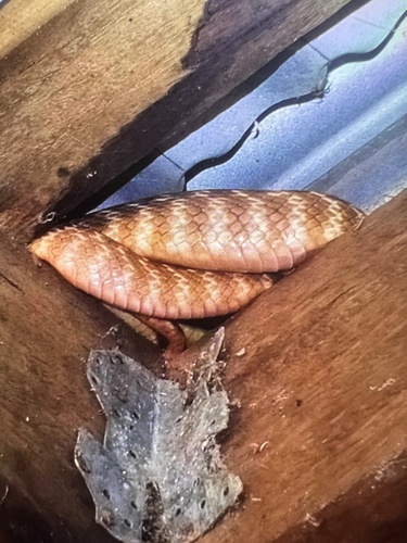 Brown Tree Snake sighting