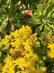 Pachysedum