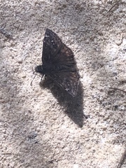 Erynnis juvenalis