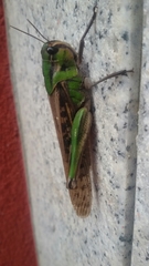 Locusta migratoria