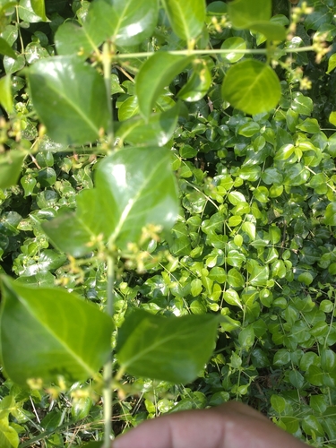Azima sarmentosa (Azima sarmentosa)