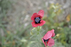 Papaver hybridum