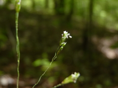 Poa cuspidata
