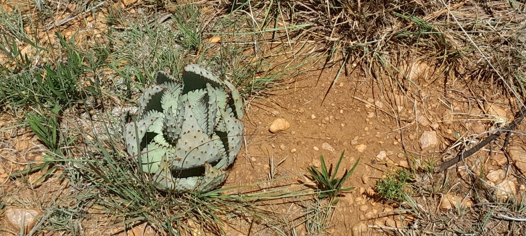 Foto de Aloe espinhosa