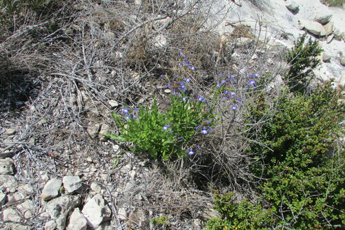 Image of Lobelia valida by (c) James Deacon, some rights reserved (CC BY-SA)