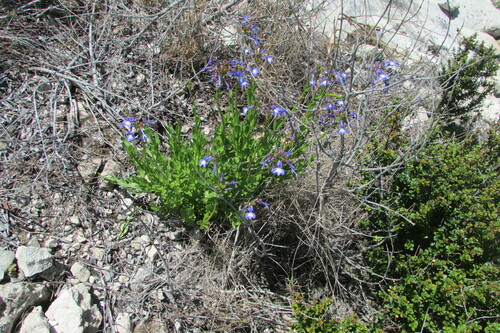 Lobelia valida, photograph 5