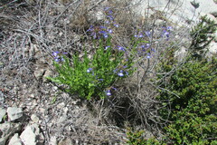 Lobelia valida, photograph (c) James Deacon, some rights reserved (CC BY-SA)