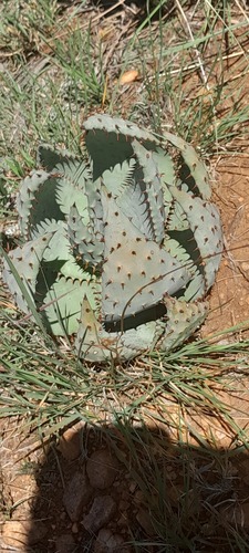Foto de Aloe espinhosa