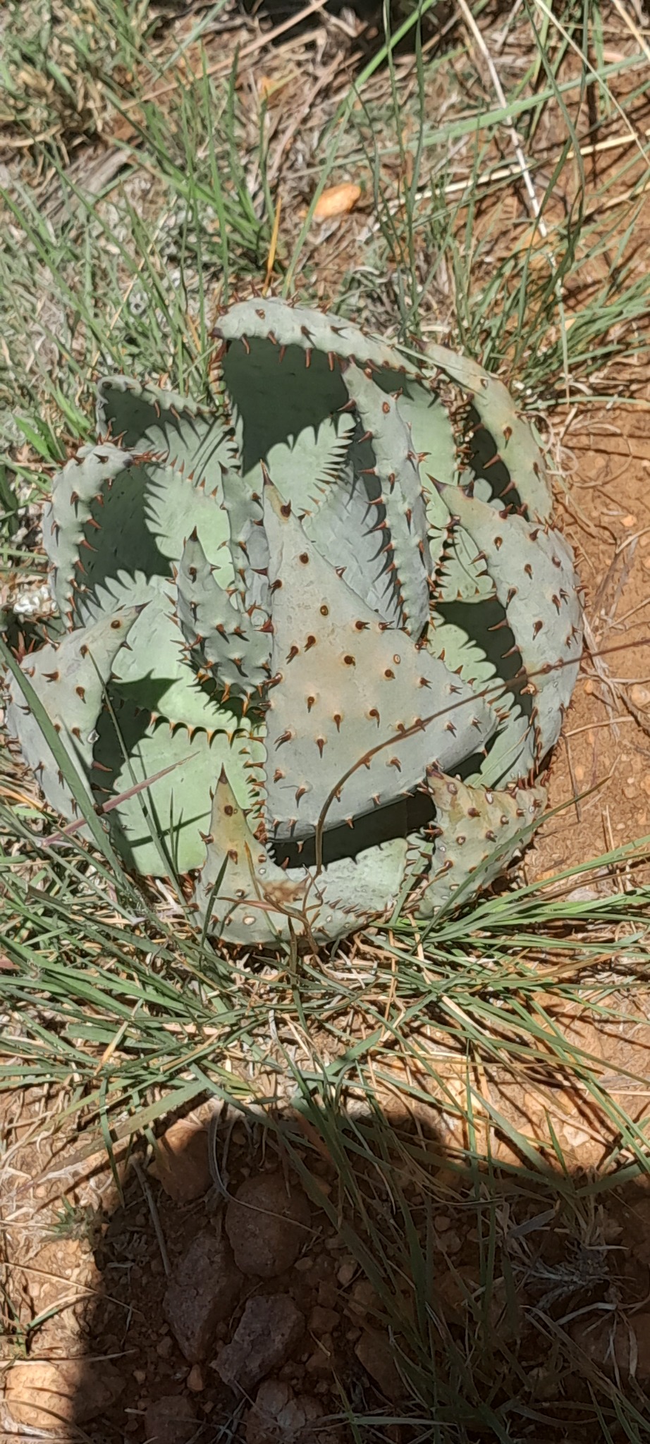 Imagem de Aloe espinhosa
