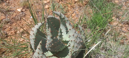 Foto de Aloe espinhosa