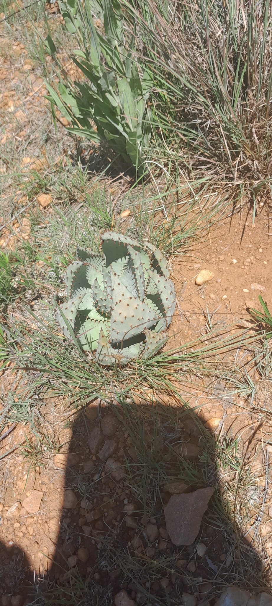 Imagem de Aloe espinhosa