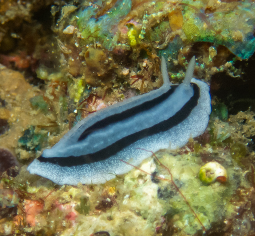 Phyllidiopsis striata