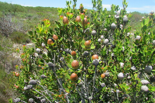 Image of Leucadendron muirii by (c) James Deacon, some rights reserved (CC BY-SA)