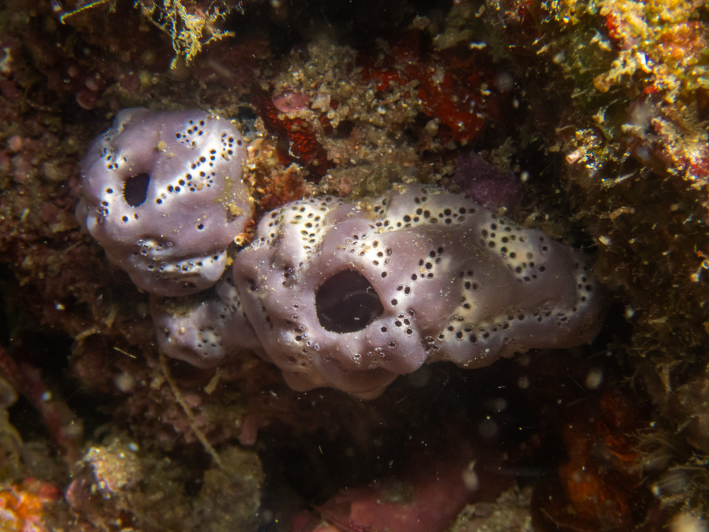 Exostoma ianthinum