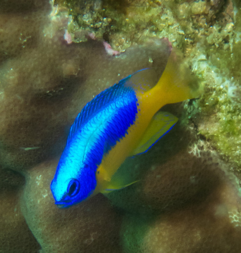 Goldbelly Damsel (Pomacentrus auriventris)