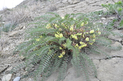 Astragalus utriger