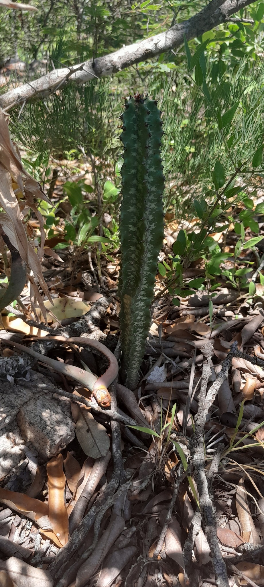 Imagem de Cacto-candelabro