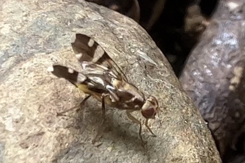 Euphranta linocierae, 2024-02-08