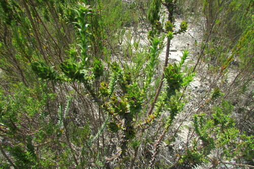 Image of Oedera capensis by (c) James Deacon, some rights reserved (CC BY-SA)