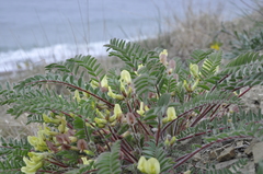 Astragalus utriger
