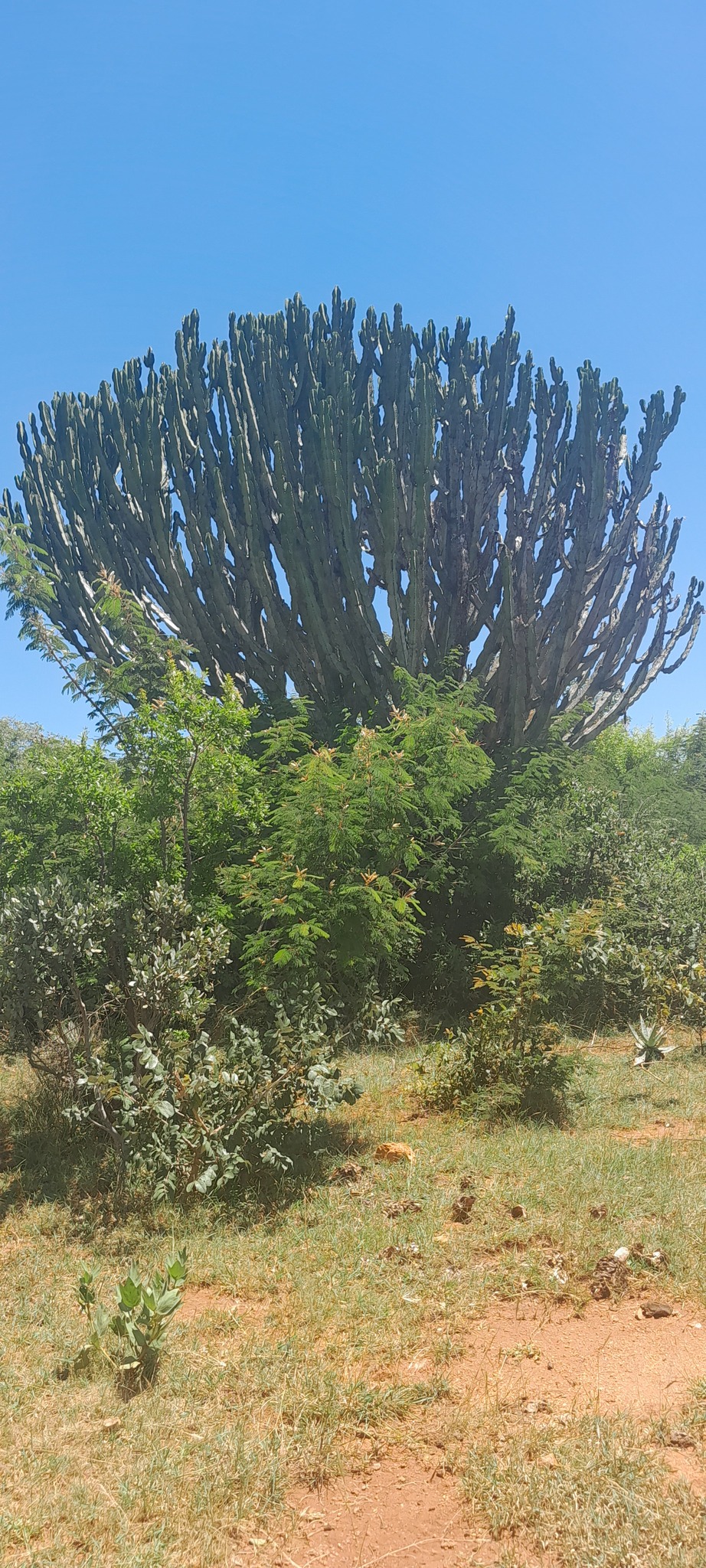 Imagem de Cacto-candelabro