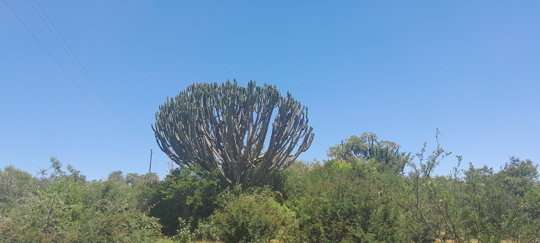Imagem de Cacto-candelabro