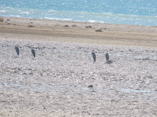 Grey Heron