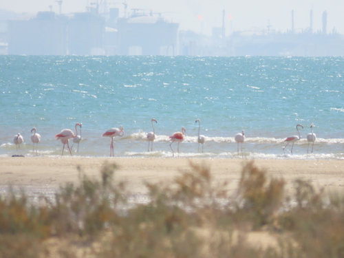 Greater Flamingo
