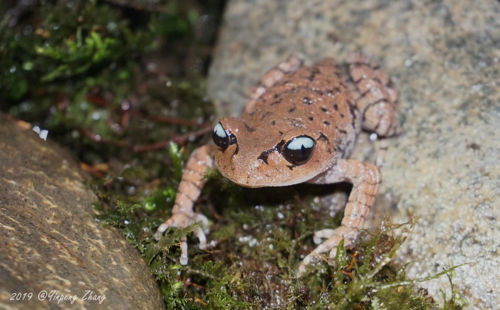 Leptobrachium tengchongense