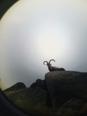 Capra pyrenaica victoriae