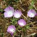 Fringed Checkerbloom - Photo (c) David Hofmann, some rights reserved (CC BY-NC-ND)