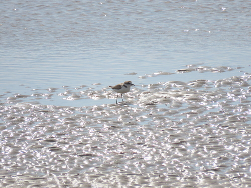 Kentish Plover