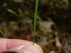 Poa cuspidata