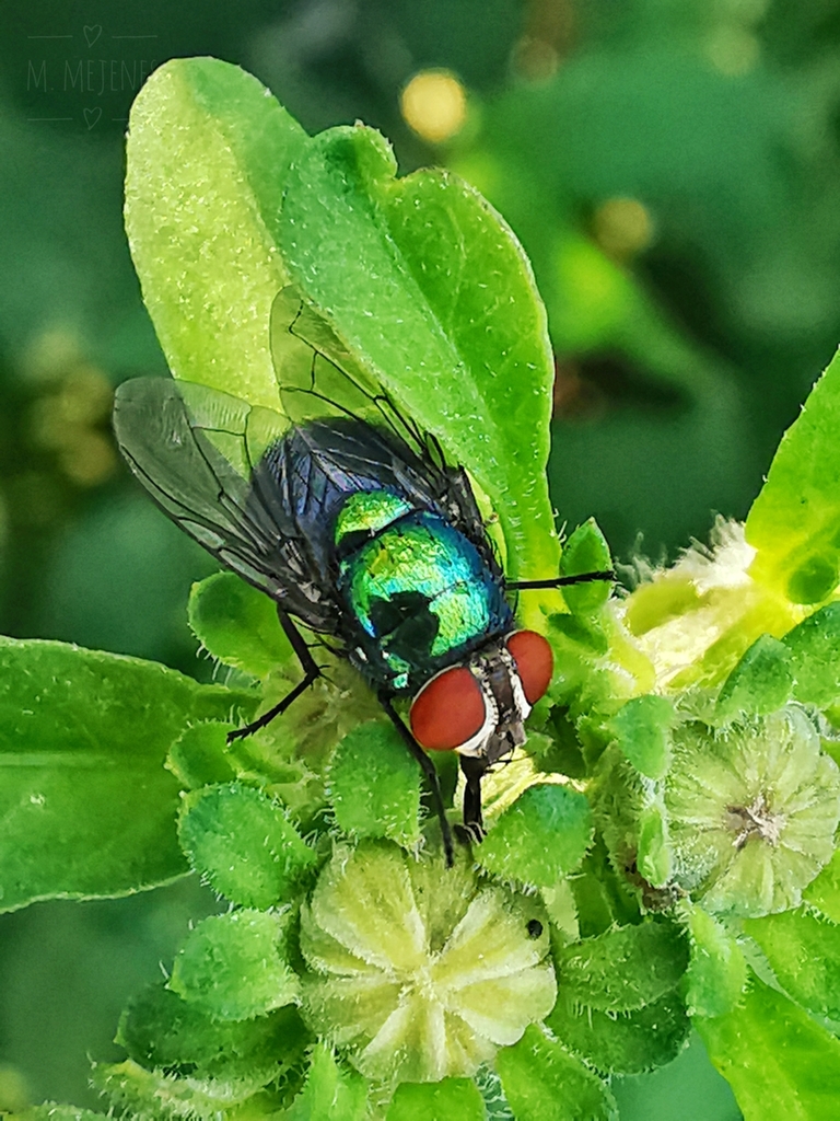 Common European Greenbottle Fly from 24090, Fracciorama 2000, 24090 San ...