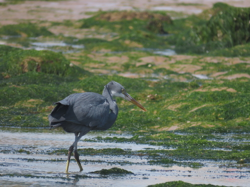 Western Reef Heron