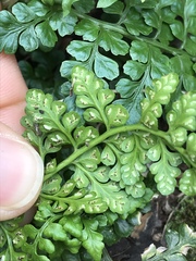 Asplenium obovatum obovatum