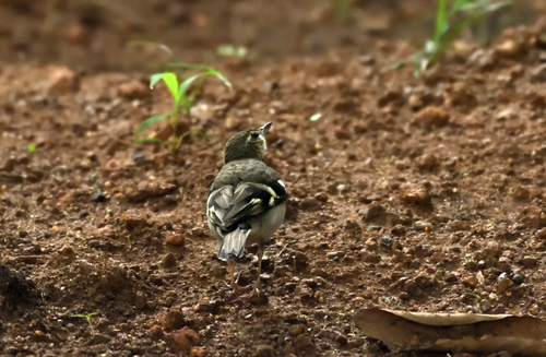 Forest Wagtail (Dendronanthus indicus), photo 5