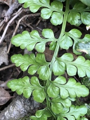 Asplenium obovatum obovatum