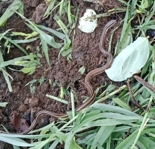 Photo of a Indo-Chinese Sand Snake (Psammophis indochinensis)