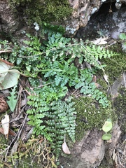 Asplenium obovatum obovatum