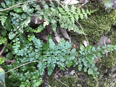 Asplenium obovatum obovatum