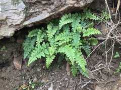 Asplenium obovatum obovatum