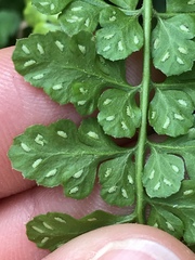 Asplenium obovatum obovatum