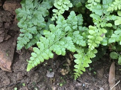 Asplenium obovatum obovatum